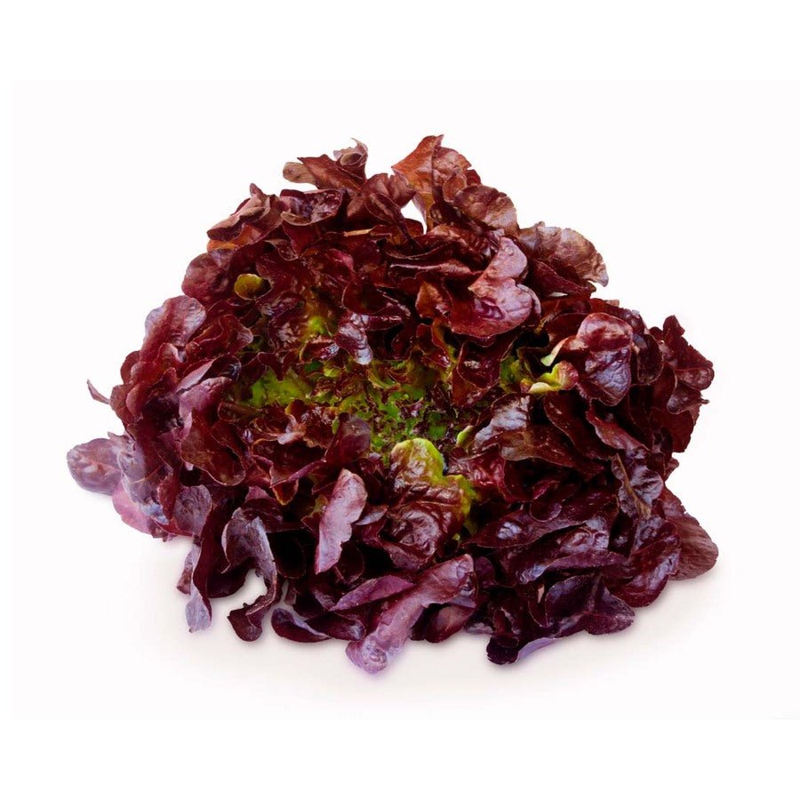 Lechuga Morada