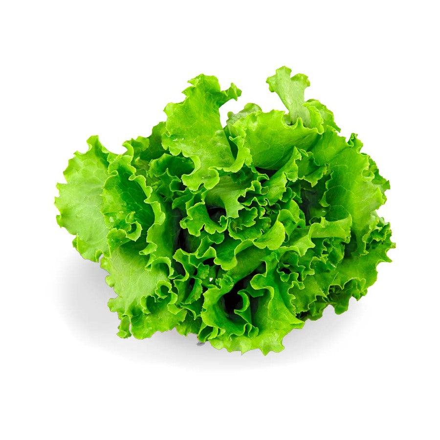 Lechuga Crespa x2 un (OFERTA)