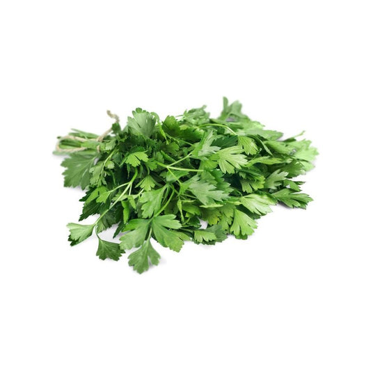 Cilantro